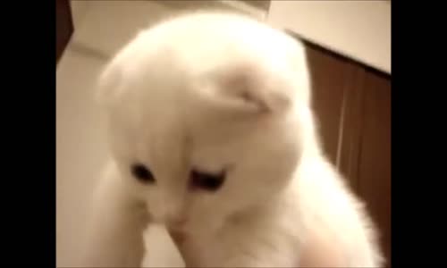 Yavru Kedi Sesi Miyav Miau