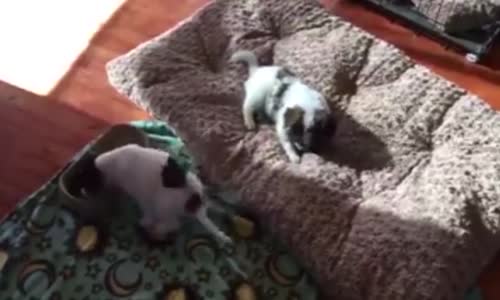 Sokaktan Kurtarılan Köpeğin Mama Yerkenki Mutluluğu