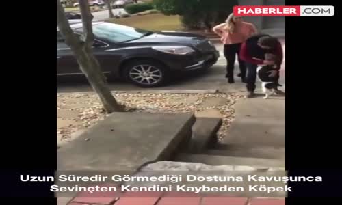 Uzun Süredir Görmediği Sahibini Karşılayan Köpek
