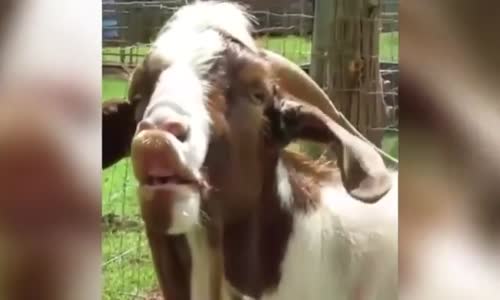 Burnuma Pis Kokular Geliyor