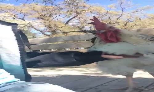 Sahibinden Aşırı İlgi İsteyen Sevimli Horoz 