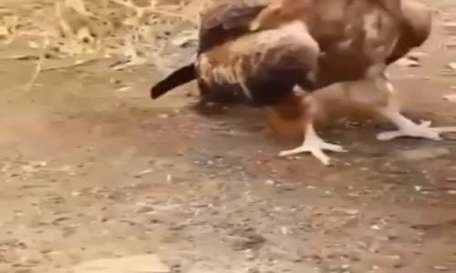 Hayvanların Ne Kadar Zeki Olduğunu Anlayacak Kadar Zeki Miyiz?