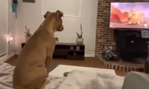 Aslan Kral'ı İzlerken Duygusallaşan Köpek