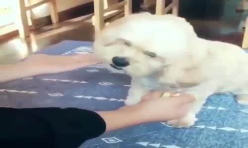 Yaptığı Seçimde Gururlanırken Tufaya Düşen Köpek