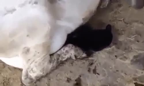 İnekten Sütü Taze Taze Çalan Hırsız Kedi