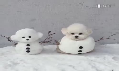 Kardan Adama Benzeyen Köpek