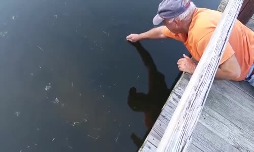 Yaşlı Adamın Balığı Çıplak Elle Yakalaması