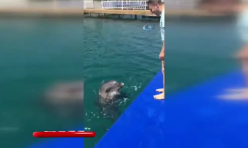 Sevimli Yunusun Horon Keyfi 