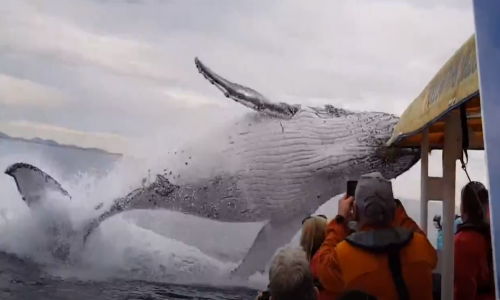 Gezi Teknesine Çok Yakın Atlayan Dev Balina