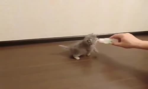 Oyun Oynamadan Mama Yemeyen Yavru Kedi