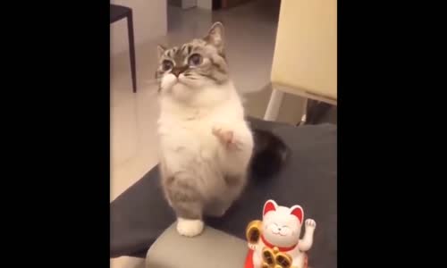 Komik Hayvan Videoları