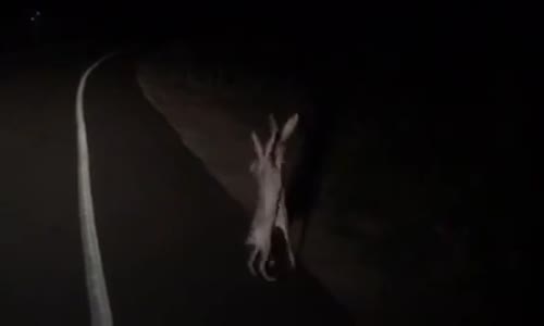 Yolun Ortasında Kavgaya Tutuşan Yaban Tavşanları