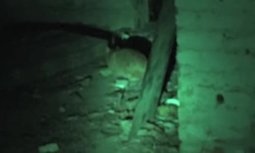 Terkedilmiş CinliKöşkte BirGece Domuz Kapı Vakası