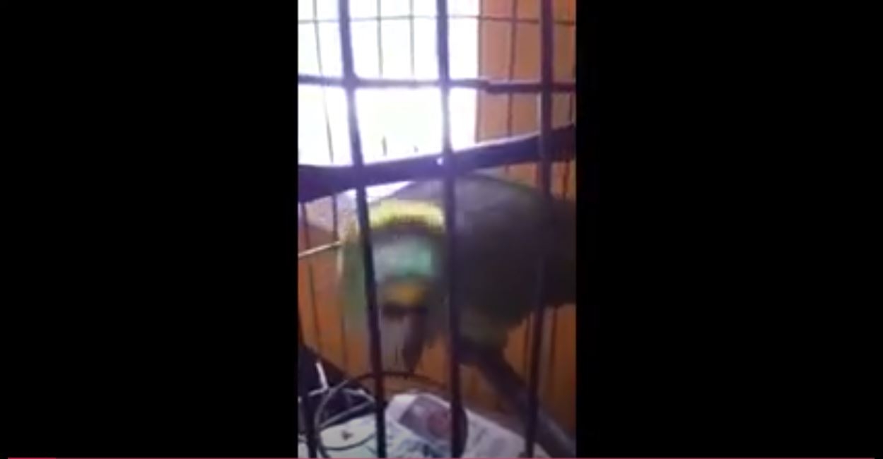 Bebek Gibi Aglayan Papagan