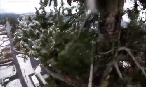 Tırmandığı Ağaçta 72 Saat Mahsur Kalan Kediyi Kurtaran Koca Yürekli Adam