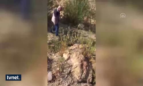 İşçiler Ayının Hayatını Kurtardı