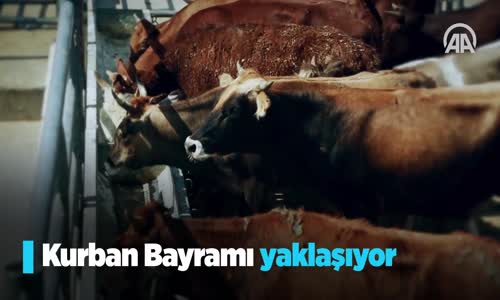 Türkiye'nin Kurban Bağışları Milyonlara Ulaşacak