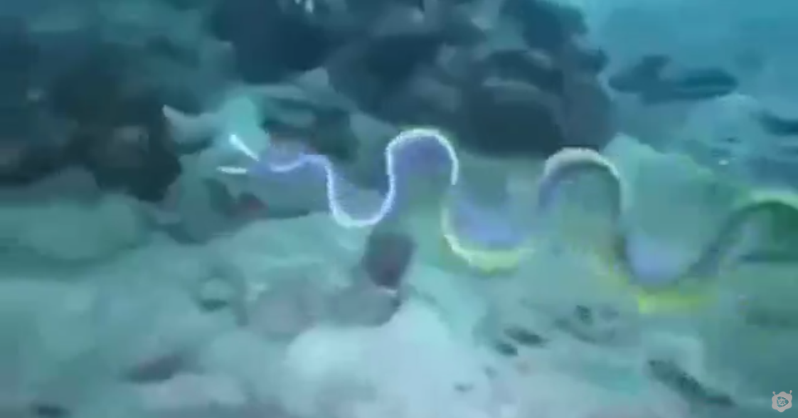 Bu Nasıl Bir Hayvan Yılanmı Balıkmı