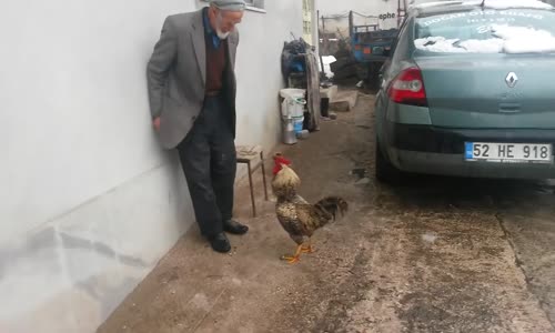 Dede Vs Horoz Müsabakası 