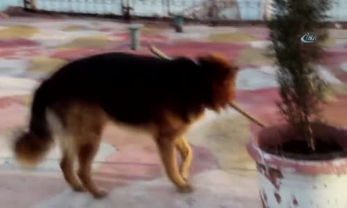 Yerleri Süpüren Köpek Herkesi Şaşırtıyor