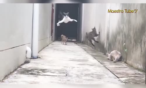 Komik İnsan Ve Hayvan Videoları