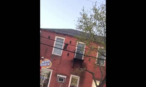 Akrobatlara Taş Çıkaran Rakun