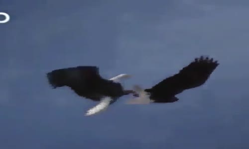 Kartalların Havada Av Kapışması