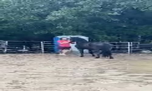 Israrla Sırtına Binen Adamı Fırlatan At 