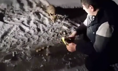 Aç Kalan Tilkiyi Bisküvi ile Besleyen Vatandaş