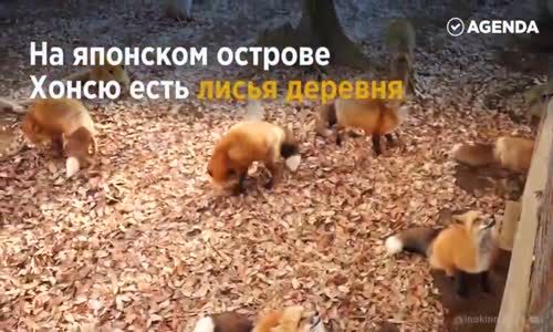 Hiç Tilki Bakım Evi Gördünüz Mü ?