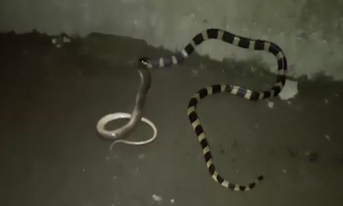 Aç Yılan Başka Bir Yılanı Böyle Yedi!