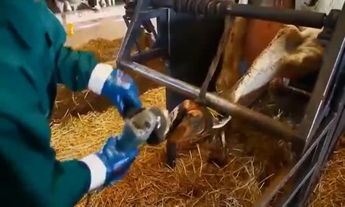 Bakımlı İneklerin Süt Çiftliğindeki Oje Pedikür Manikür Halleri