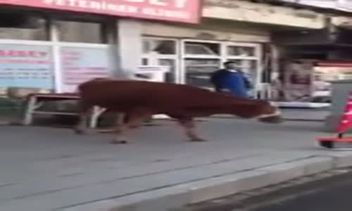 Veterinere Giden İneklere Sonra Gelin Diyen Adam 