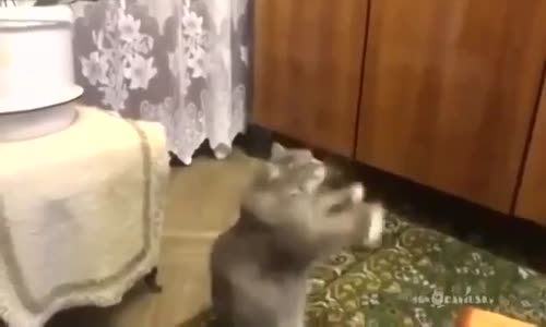Kedinin Elleriyle Yaptığı Dans