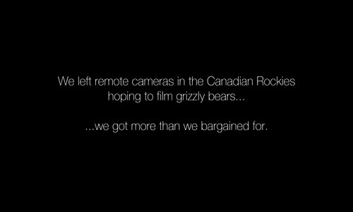 Kaşınan Ayılara Jungle Boogie Eşliğinde Eğlenceli Klip