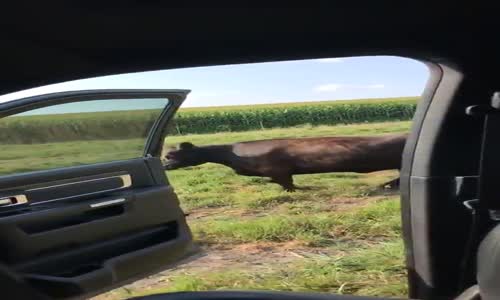 Otomobilden İnip Dans Etme Modasına Uyan İnek