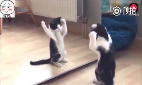 Aynada Kendisini İlk Defa Gören Sevimli Kedi