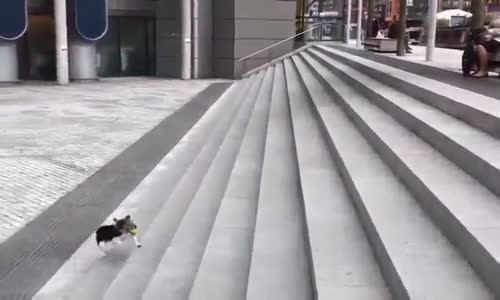 Topunu Kendi Atıp ve Tutan Köpek