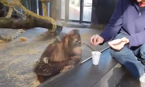 Sihir Numarası Karşısında Gülmekten Yerlere Yatan Orangutan