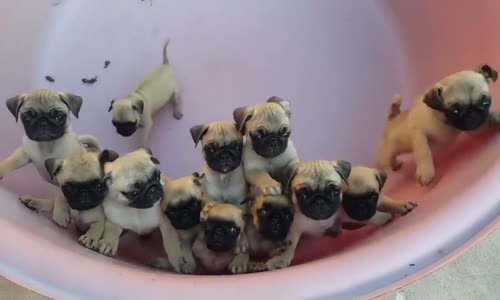 Sevimli Yavru Pug'lar