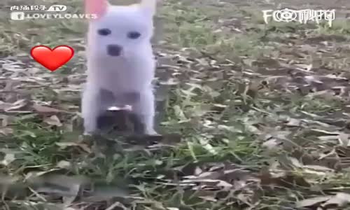 İki Bacaklı Köpeğin Azmi 