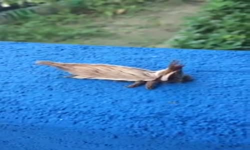 Brezilya'da Görüntülenen İlginç Tırtıl