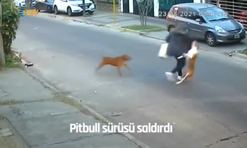 Pitbull sürüsü saldırdı