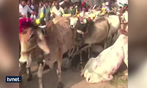 Hindistan'da Akıl lmaz Görüntüler!