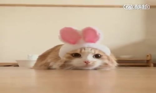 Tavşan Kılığına Girmiş Kedi