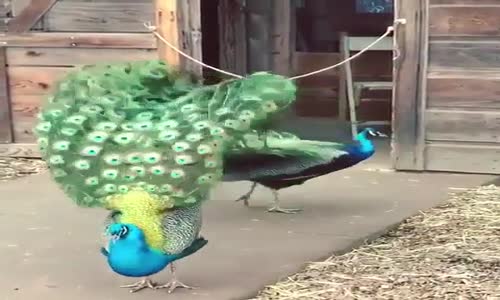 Erkek Tavus Kuşu'nun Dişisine Kur Yapması