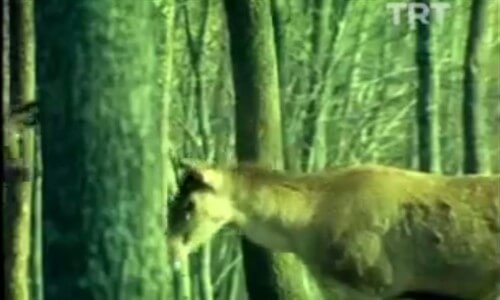 Görüntüler 7.Bölüm İzle