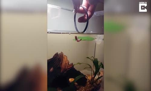 Akvaryum Balığının Çemberden Atlaması