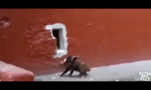 Kedinin Duvar Deliğinden Balık Geçirmeye Çalışması