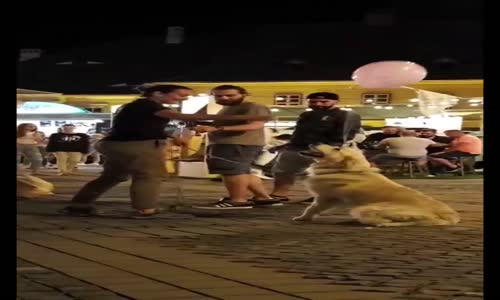Köpeğin Boynuna Bağlanan Balonu Yakalamaya Çalışması